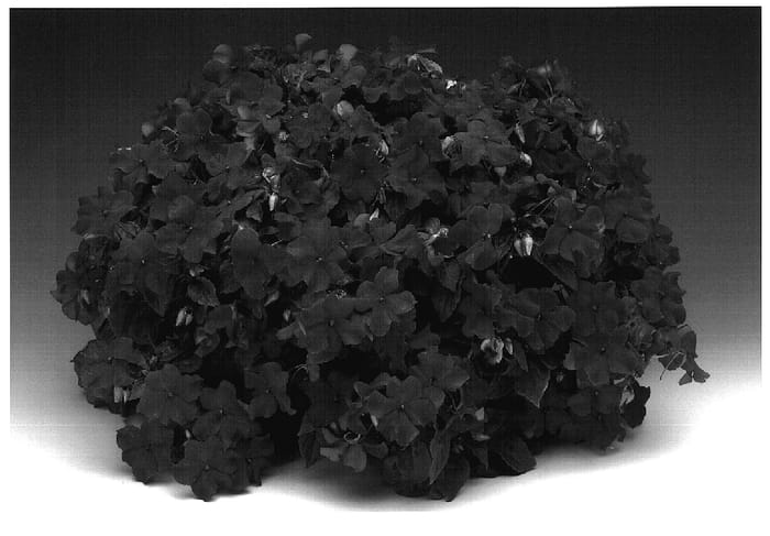 Figure 1 of US plant patent PP18532, the photograph of Imtradared printed in the patent.