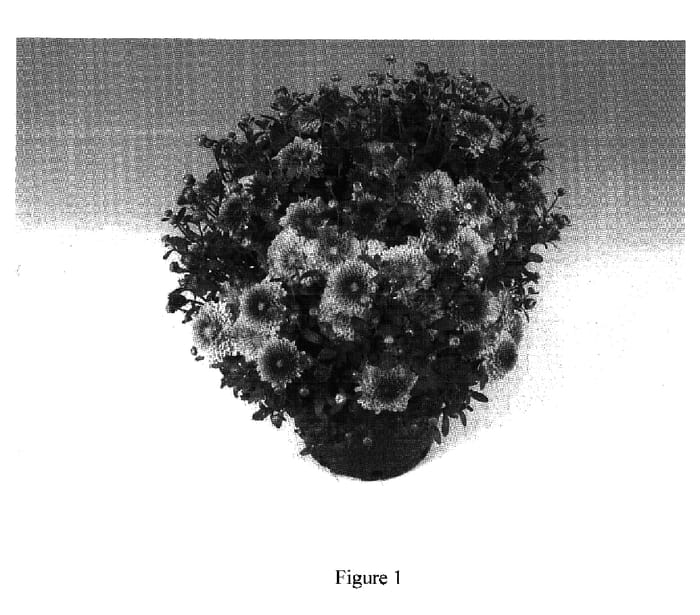 Figure 1 of US plant patent PP18533, the photograph of Achilles printed in the patent.