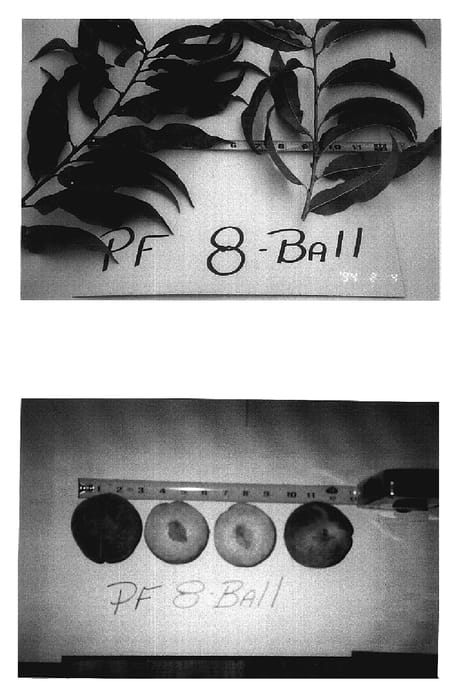 Figure 1 of US plant patent PP18534, the photograph of P.F. 8 Ball printed in the patent.