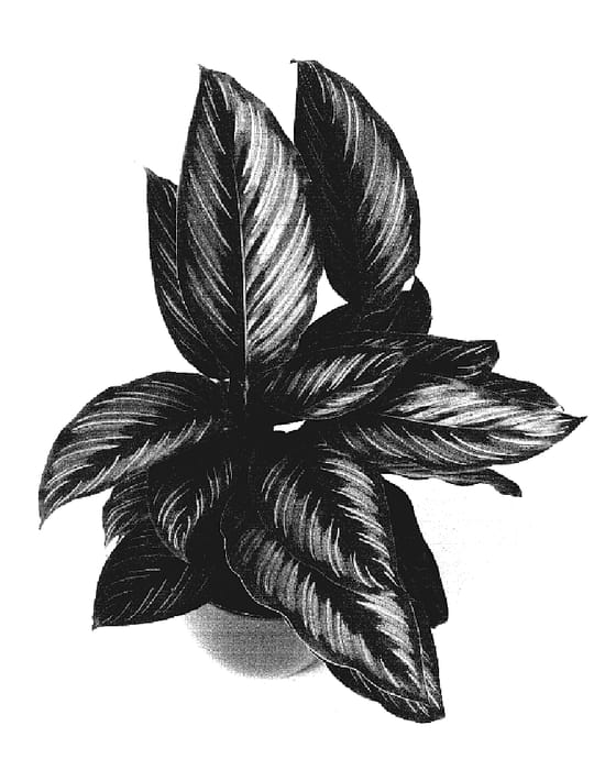 Figure 1 of US plant patent PP18535, the photograph of HGV08 printed in the patent.