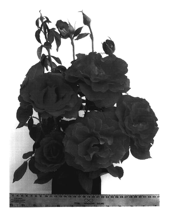 Figure 1 of US plant patent PP18536, the photograph of WEKrigoyelo printed in the patent.