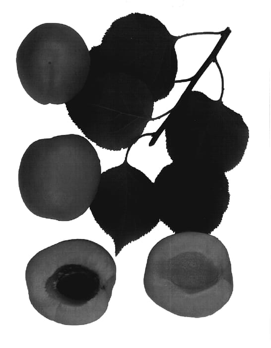 Figure 1 of US plant patent PP18537, the photograph of Escort printed in the patent.