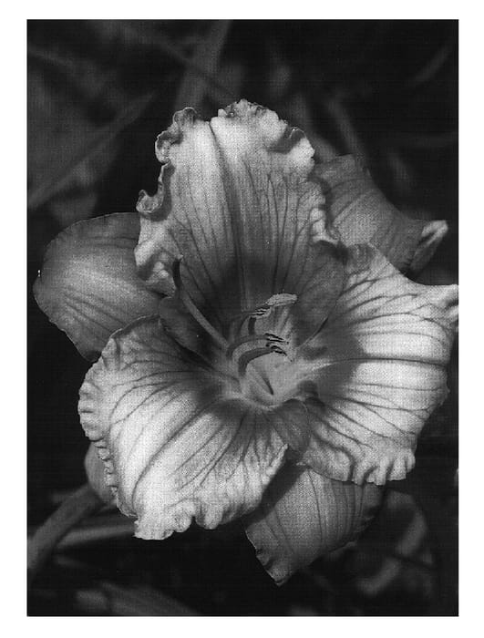 Figure 1 of US plant patent PP18538, the photograph of Stephanie Returns printed in the patent.