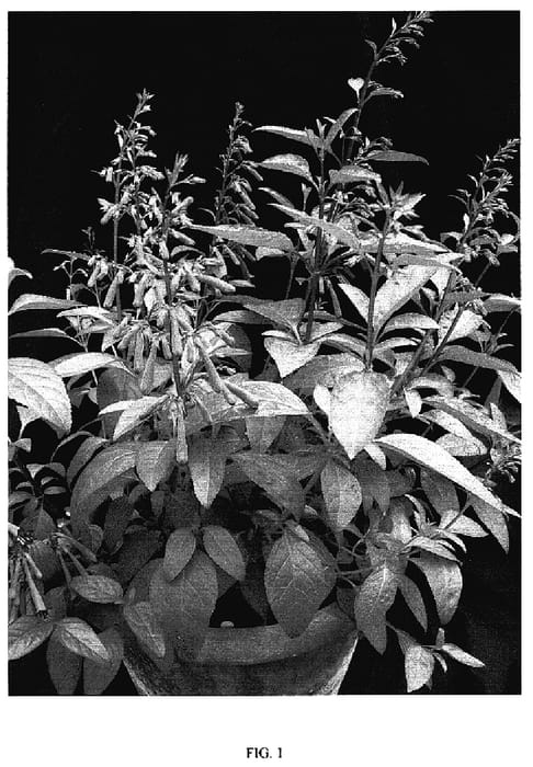 Figure 1 of US plant patent PP18540, the photograph of Cropurpri printed in the patent.