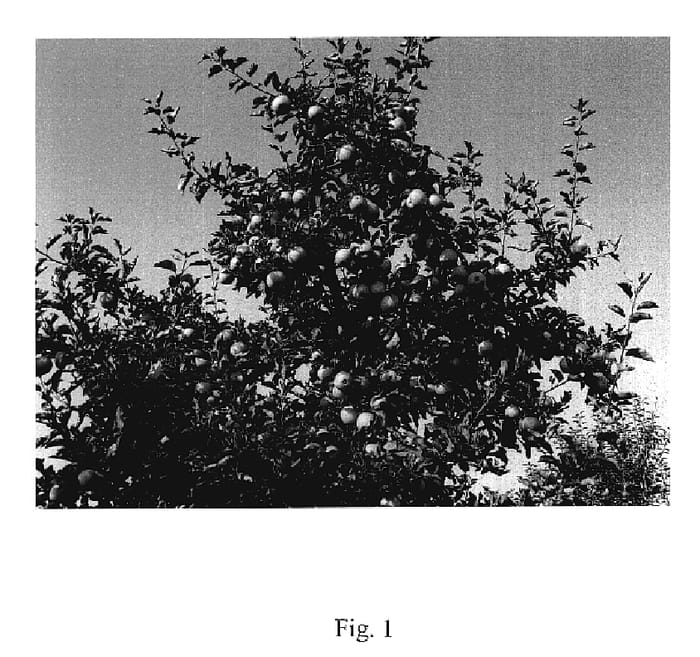 Figure 1 of US plant patent PP18541, the photograph of Sirius printed in the patent.