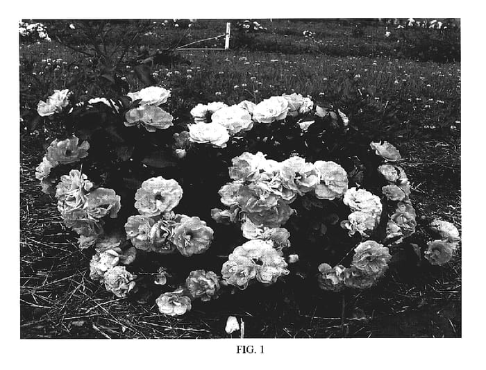 Figure 1 of US plant patent PP18542, the photograph of Meiggili printed in the patent.