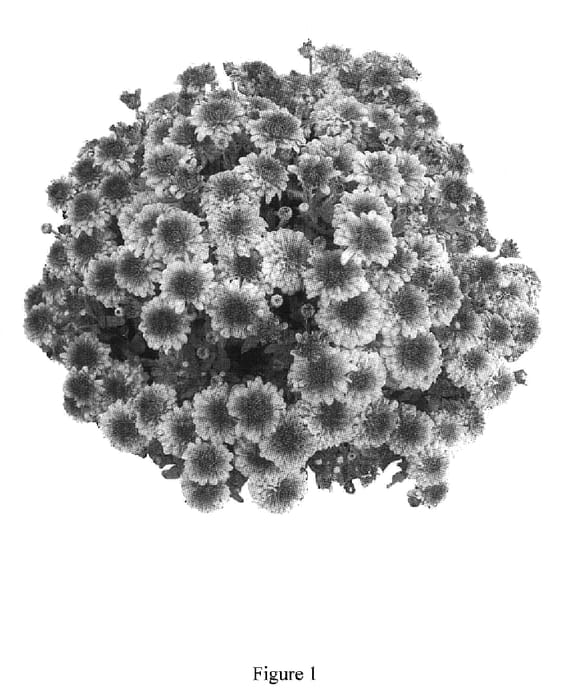 Figure 1 of US plant patent PP18543, the photograph of Tatoi printed in the patent.