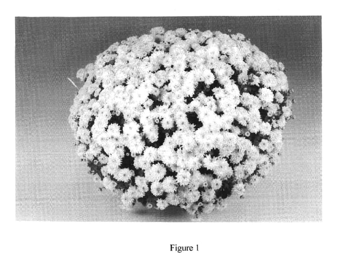 Figure 1 of US plant patent PP18544, the photograph of Libra printed in the patent.