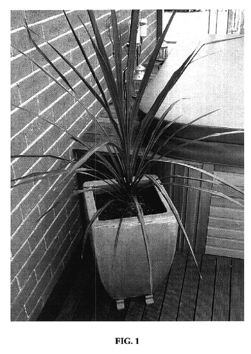 Figure 1 of US plant patent PP18545, the photograph of Jel01 printed in the patent.