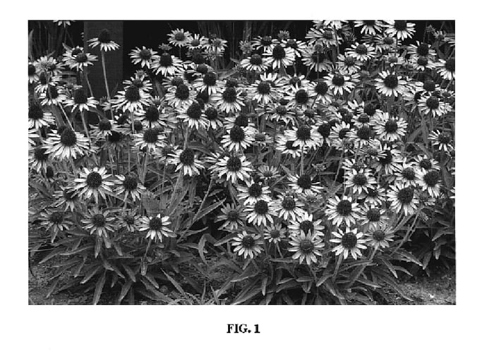 Figure 1 of US plant patent PP18546, the photograph of CBG Cone 2 printed in the patent.
