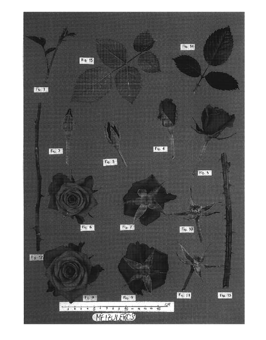 Figure 1 of US plant patent PP18547, the photograph of Meizuleros printed in the patent.