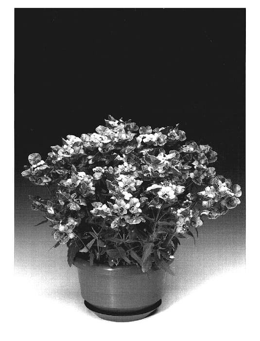 Figure 1 of US plant patent PP18548, the photograph of Nemhorfla printed in the patent.