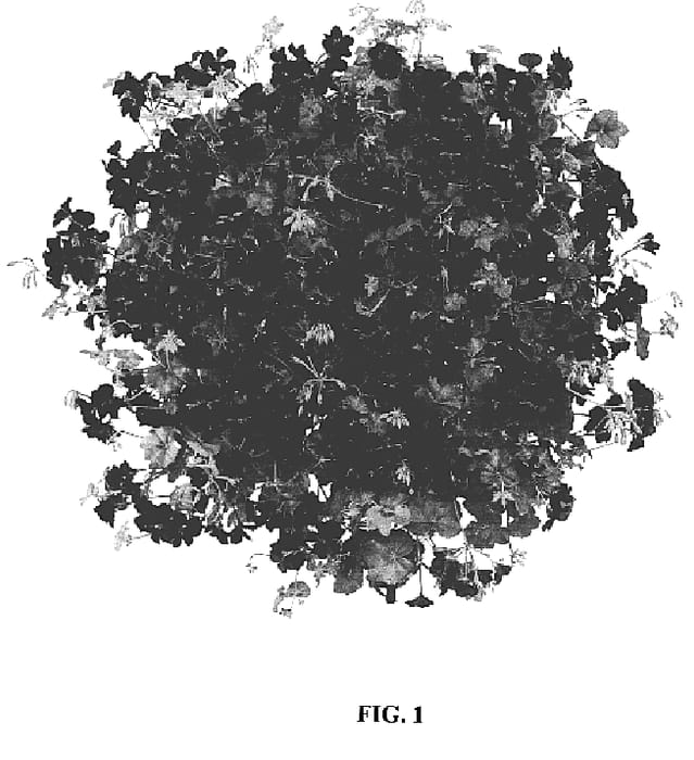 Figure 1 of US plant patent PP18549, the photograph of Fisburg printed in the patent.
