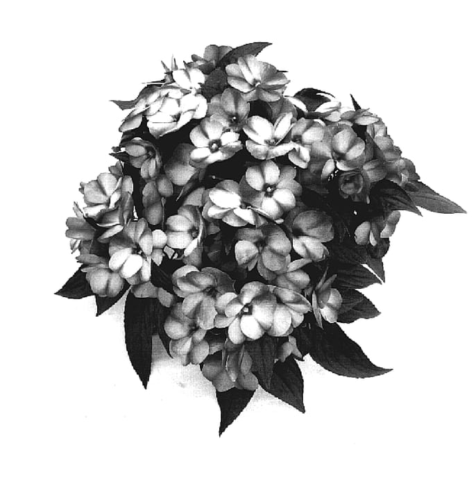 Figure 1 of US plant patent PP18550, the photograph of Odyolympus printed in the patent.