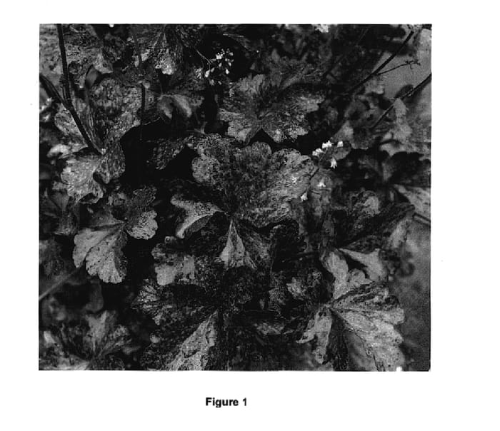 Figure 1 of US plant patent PP18551, the photograph of Midnight Rose printed in the patent.