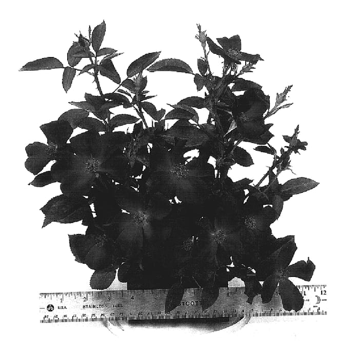 Figure 1 of US plant patent PP18552, the photograph of WEKcisbako printed in the patent.