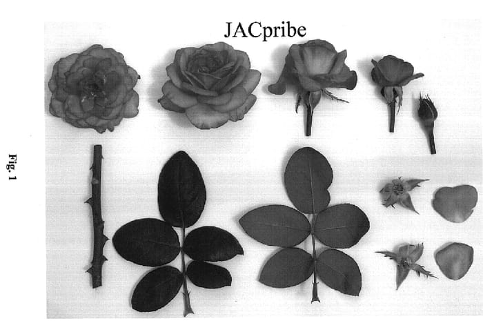 Figure 1 of US plant patent PP18553, the photograph of JACpribe printed in the patent.