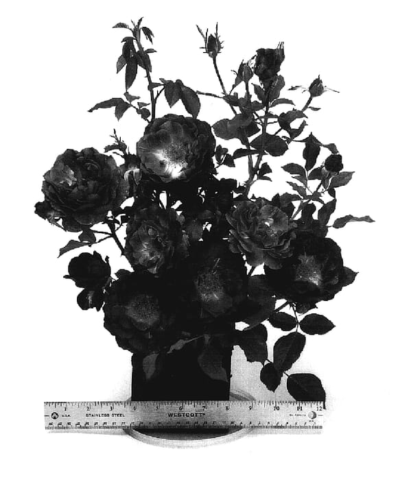 Figure 1 of US plant patent PP18554, the photograph of WEKisosblip printed in the patent.