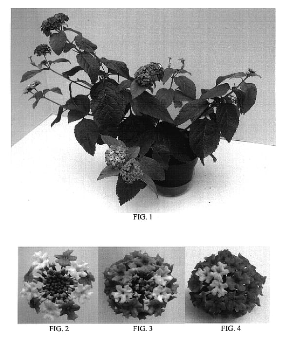 Figure 1 of US plant patent PP18555, the photograph of Balandroglim printed in the patent.