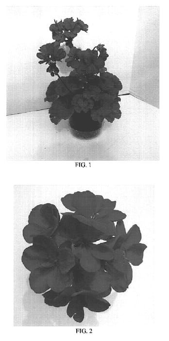 Figure 1 of US plant patent PP18556, the photograph of Balfanimvio printed in the patent.