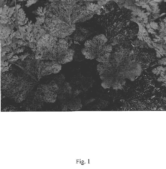 Figure 1 of US plant patent PP18557, the photograph of Raspberry Ripple printed in the patent.
