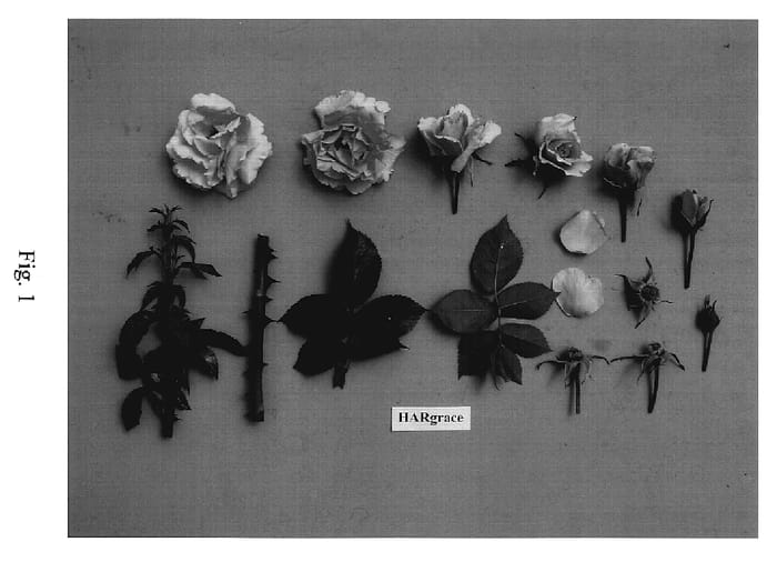 Figure 1 of US plant patent PP18558, the photograph of HARgrace printed in the patent.