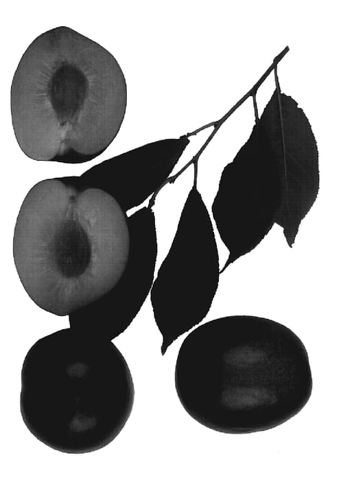 Figure 1 of US plant patent PP18559, the photograph of Crimson Royale printed in the patent.