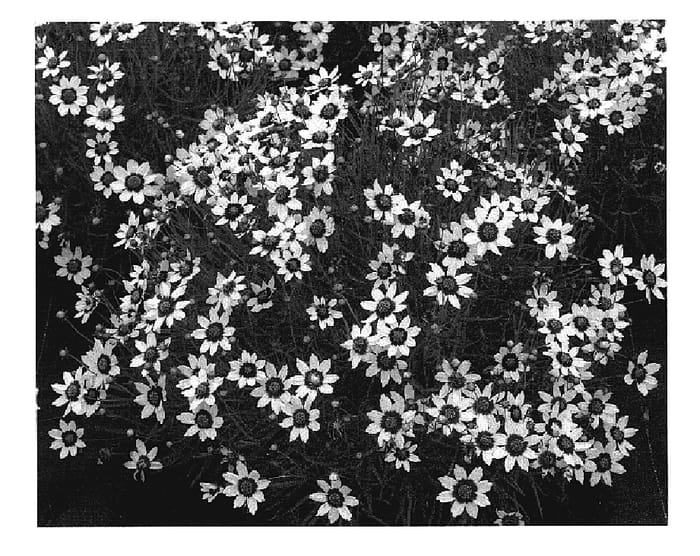 Figure 1 of US plant patent PP18560, the photograph of Snowberry printed in the patent.