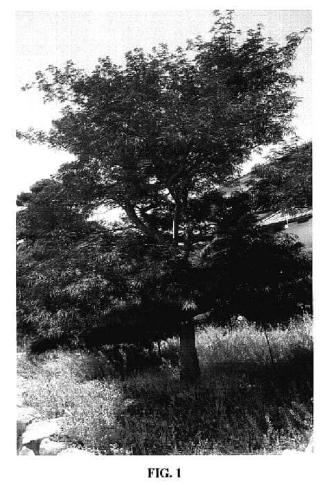 Figure 1 of US plant patent PP18561, the photograph of Garnet Tower printed in the patent.