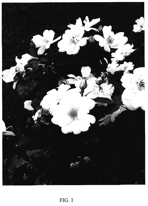Figure 1 of US plant patent PP18562, the photograph of Radsunny printed in the patent.