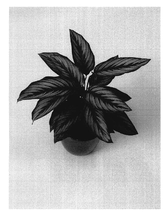 Figure 1 of US plant patent PP18563, the photograph of HGV05 printed in the patent.