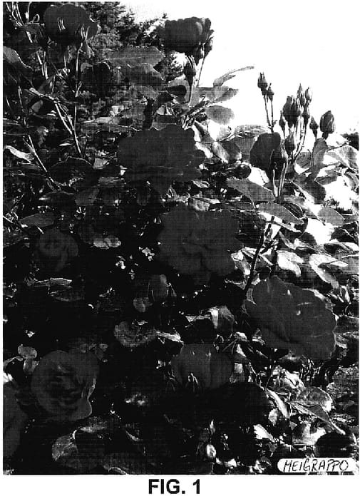 Figure 1 of US plant patent PP18564, the photograph of Meigrappo printed in the patent.