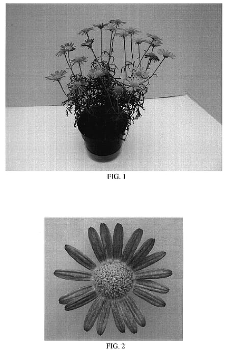 Figure 1 of US plant patent PP18565, the photograph of Bonmadepi printed in the patent.