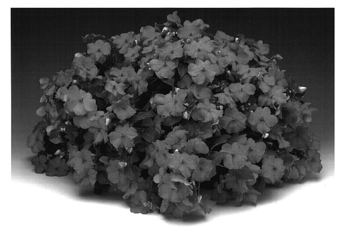 Figure 1 of US plant patent PP18566, the photograph of Imtrasamto printed in the patent.
