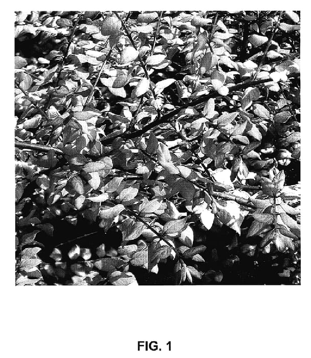 Figure 1 of US plant patent PP18567, the photograph of Brain De Soleil printed in the patent.