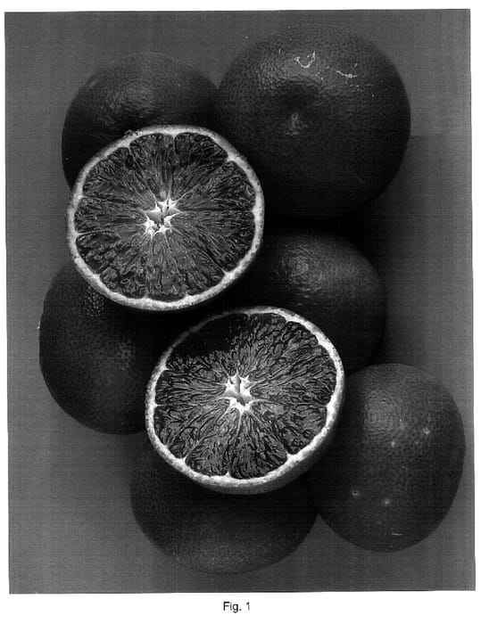 Figure 1 of US plant patent PP18568, the photograph of Top mandarin seedless printed in the patent.