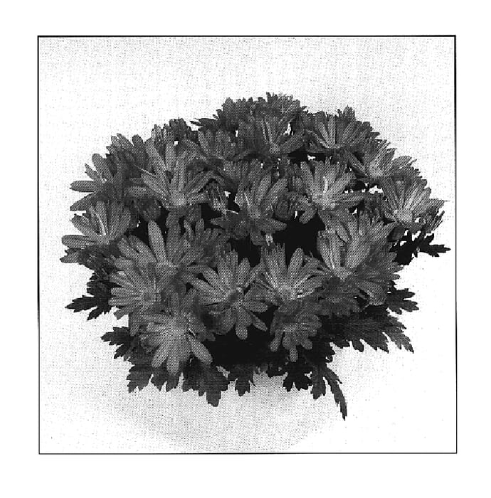 Figure 1 of US plant patent PP18569, the photograph of Omega Time Orange printed in the patent.