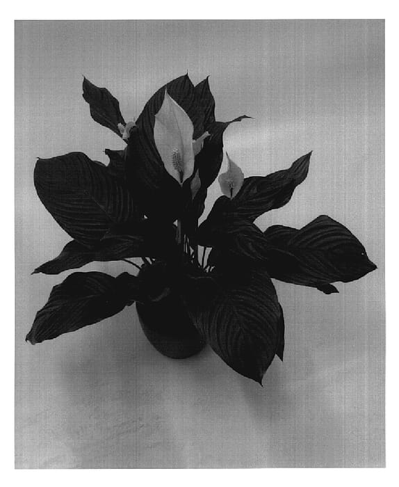 Figure 1 of US plant patent PP18570, the photograph of 98216-59 printed in the patent.