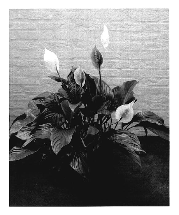 Figure 1 of US plant patent PP18571, the photograph of 98286-29 printed in the patent.