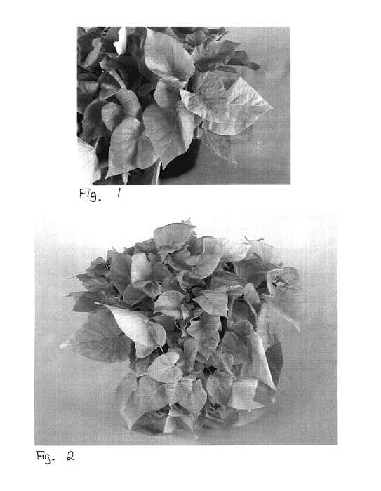 Figure 1 of US plant patent PP18572, the photograph of Sweet Caroline Sweetheart Light Green printed in the patent.