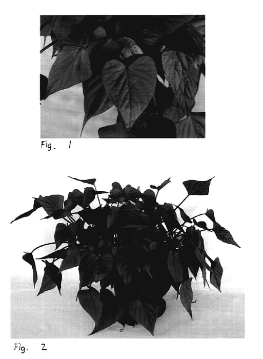 Figure 1 of US plant patent PP18573, the photograph of Sweet Caroline Sweetheart Purple printed in the patent.