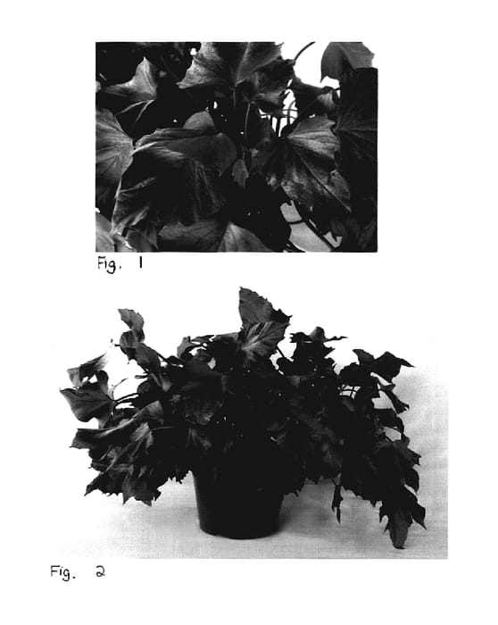 Figure 1 of US plant patent PP18574, the photograph of Sweet Caroline Bewitched Purple printed in the patent.