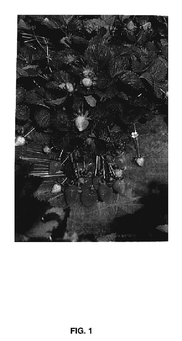 Figure 1 of US plant patent PP18575, the photograph of Driscoll Ojai printed in the patent.