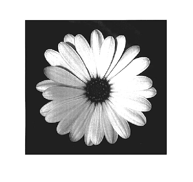 Figure 1 of US plant patent PP18576, the photograph of Kleoe05116 printed in the patent.