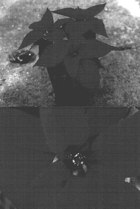 Figure 1 of US plant patent PP18577, the photograph of Bonpoiakaichi printed in the patent.