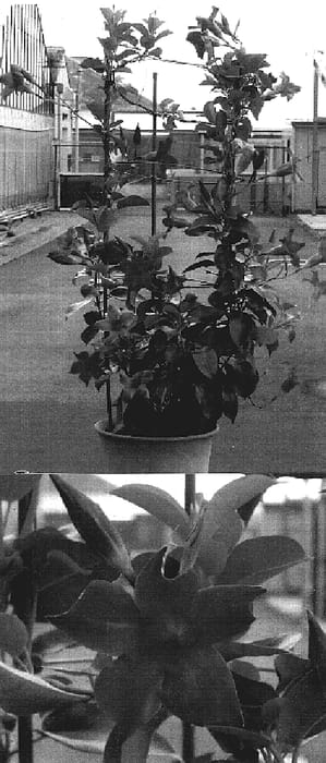 Figure 1 of US plant patent PP18578, the photograph of Sunmandecripi printed in the patent.