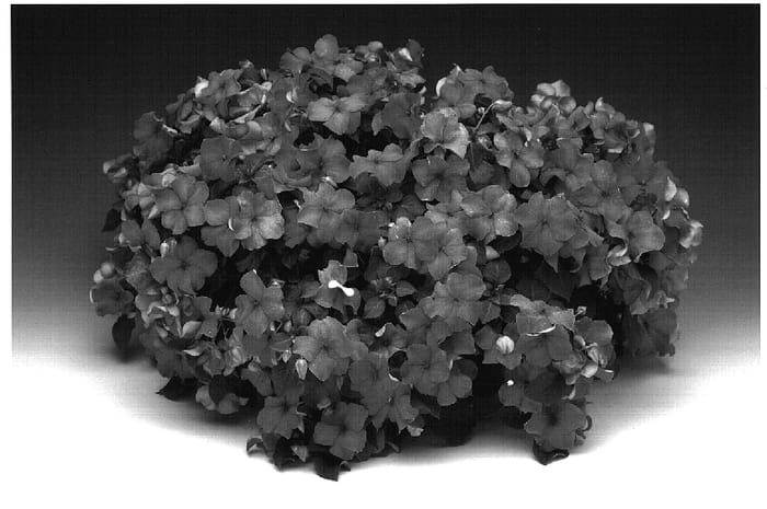 Figure 1 of US plant patent PP18579, the photograph of Imtracaro printed in the patent.