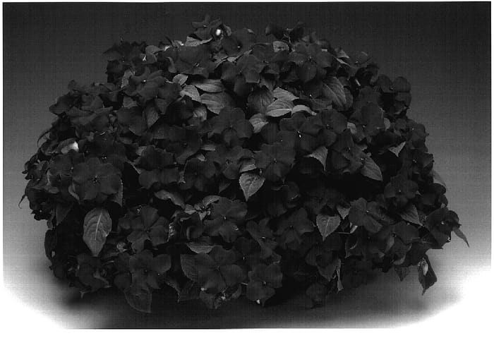Figure 1 of US plant patent PP18580, the photograph of Imtraropur printed in the patent.