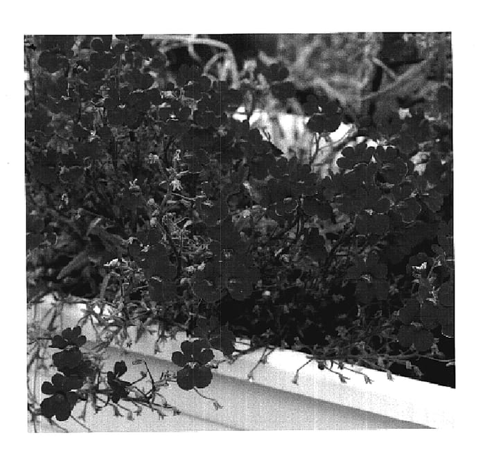 Figure 1 of US plant patent PP18581, the photograph of KLENH05415 printed in the patent.