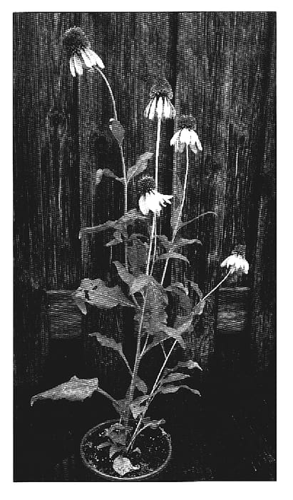 Figure 1 of US plant patent PP18583, the photograph of Pink Shuttles printed in the patent.